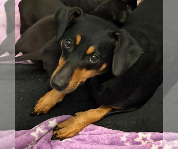 Medium Photo #1 Mutt Puppy For Sale in San Antonio, TX, USA