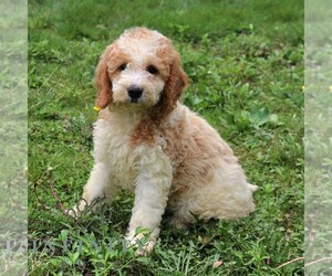 Goldendoodle Puppy for sale in NARVON, PA, USA