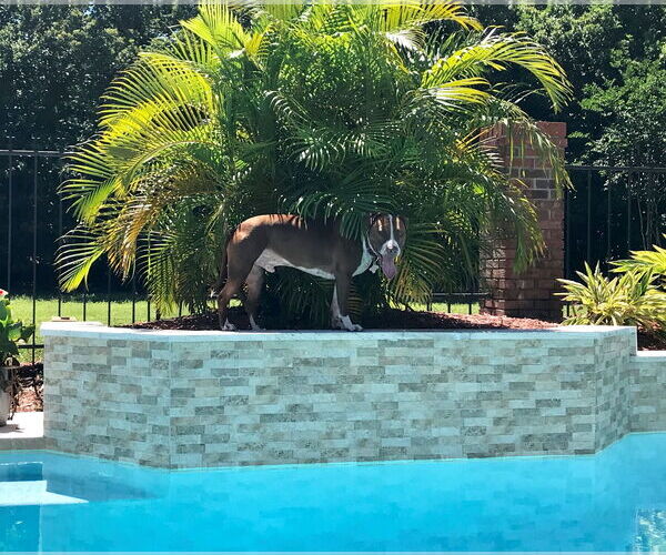 Medium Photo #21 Boxer-Unknown Mix Puppy For Sale in Sanford, FL, USA
