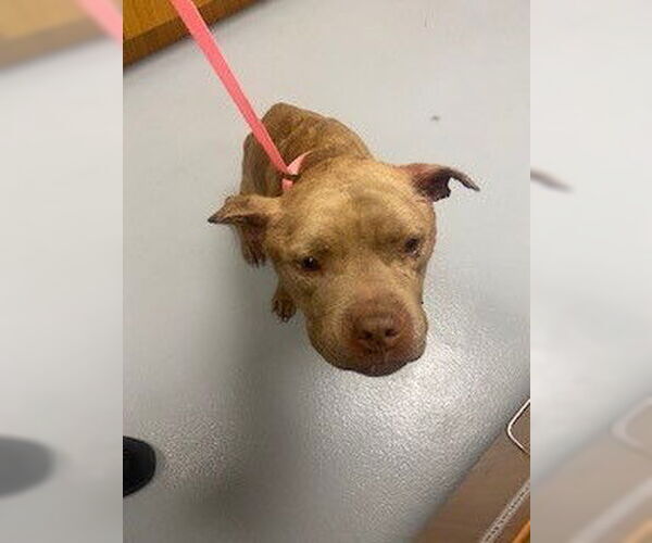 Medium Photo #1 Mutt Puppy For Sale in St. Cloud, FL, USA