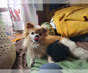 Mother of the Pomeranian puppies born on 04/08/2025
