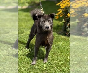 Chow Chow-Huskies  Mix Dogs for adoption in Batavia, NY, USA