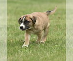 Small #2 Australian Shepherd Mix