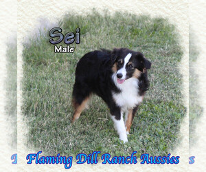 Miniature Australian Shepherd Puppy for sale in FORESTBURG, TX, USA