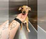 Small #1 Chihuahua Mix
