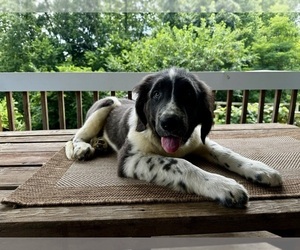 Newfoundland Puppy for sale in ROCKVILLE, IN, USA