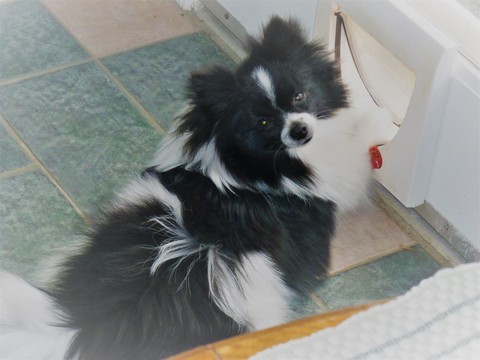 Medium Photo #1 Pomsky Puppy For Sale in BALL GROUND, GA, USA