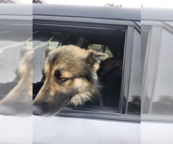 Medium Photo #1 German Shepherd Dog Puppy For Sale in San Antonio, TX, USA