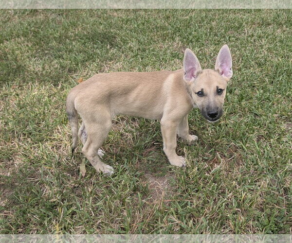Medium Photo #2 German Shepherd Dog-Unknown Mix Puppy For Sale in The Woodlands, TX, USA