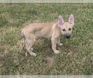 Petal - Male German Shepherd Dog-Unknown Mix Dog for Adoption - Photo #2