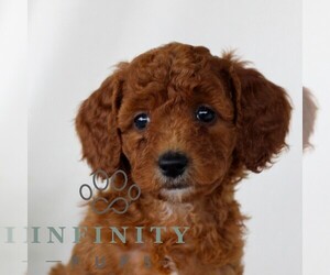 Goldendoodle (Miniature) Puppy for sale in NARVON, PA, USA