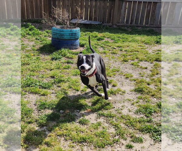 Medium Photo #4 American Pit Bull Terrier-Unknown Mix Puppy For Sale in Evansville, IN, USA