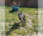 Small #3 American Pit Bull Terrier Mix
