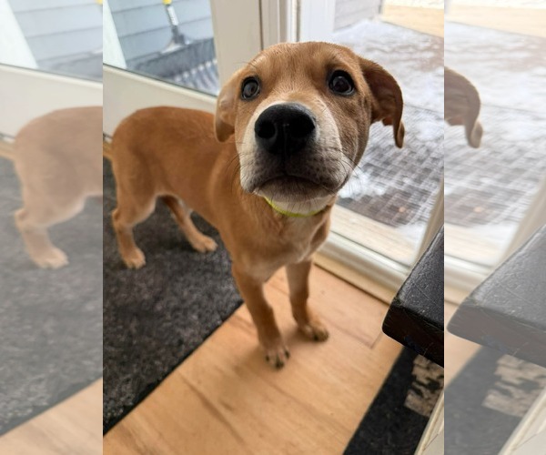 Medium Photo #5 American Pit Bull Terrier-Unknown Mix Puppy For Sale in Duluth, MN, USA