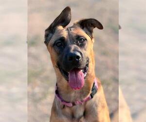 German Shepherd Dog Dogs for adoption in Sacramento, CA, USA