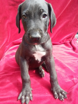 Medium Photo #1 Great Dane Puppy For Sale in MURRAY, KY, USA