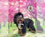 Small Photo #3 Bernedoodle Puppy For Sale in FOREST HILLS, NY, USA