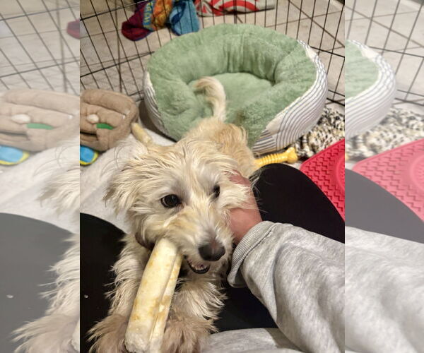 Medium Photo #8 Mutt Puppy For Sale in Philadelphia, PA, USA