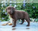 Small #2 Labrador Retriever