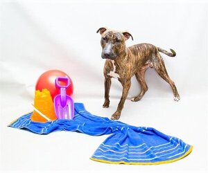 Bull Terrier Dogs for adoption in Sanford, FL, USA