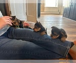 Small Photo #18 Yorkshire Terrier Puppy For Sale in WOODSTOCK, CT, USA