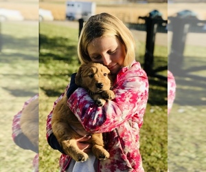 Golden Retriever Puppy for Sale in HUTCHINSON, Minnesota USA