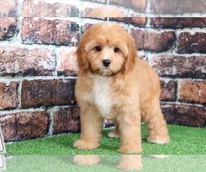 Cavapoo Puppy for sale in BEL AIR, MD, USA