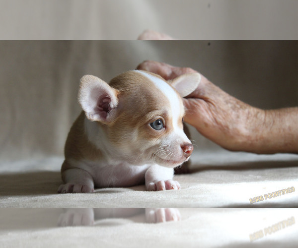 Medium Photo #4 Chihuahua Puppy For Sale in HUDSONVILLE, MI, USA