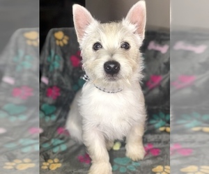 West Highland White Terrier Puppy for sale in BUELL, MO, USA