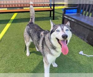 Medium Siberian Husky