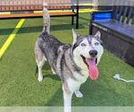 Small Siberian Husky