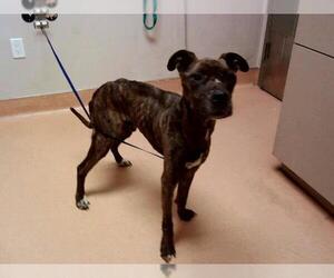 American Pit Bull Terrier-Unknown Mix Dogs for adoption in Martinez, CA, USA