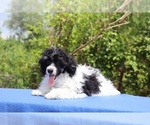 Small #11 Poodle (Toy)