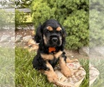 Small #2 Cocker Spaniel