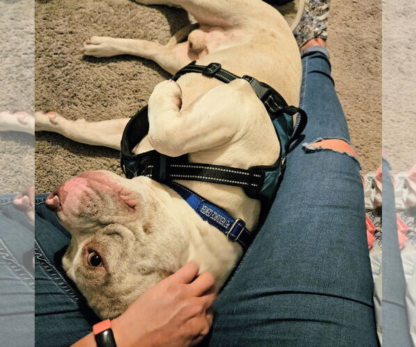 Medium Photo #12 American Staffordshire Terrier-Unknown Mix Puppy For Sale in Tampa, FL, USA