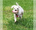 Small #1 Maltipoo (Miniature)