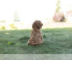 Small Photo #3 Maltipoo Puppy For Sale in WARSAW, IN, USA