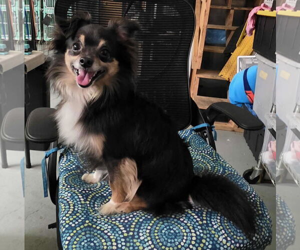 Medium Photo #1 Pomeranian-Unknown Mix Puppy For Sale in Anchorage, AK, USA