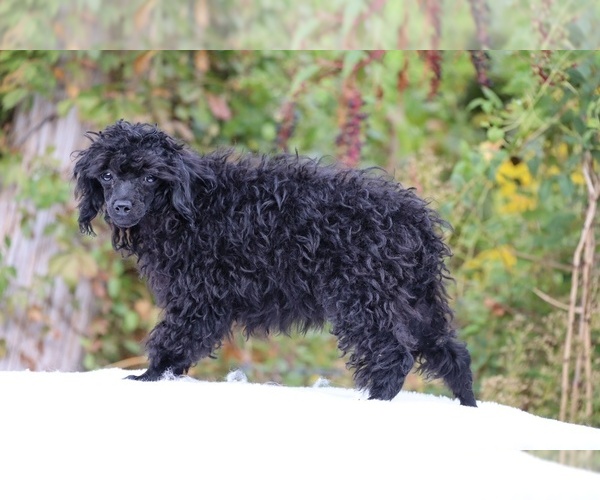 Medium Photo #19 Poodle (Toy) Puppy For Sale in DYERSBURG, TN, USA