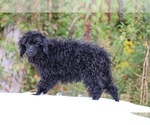 Small #18 Poodle (Toy)
