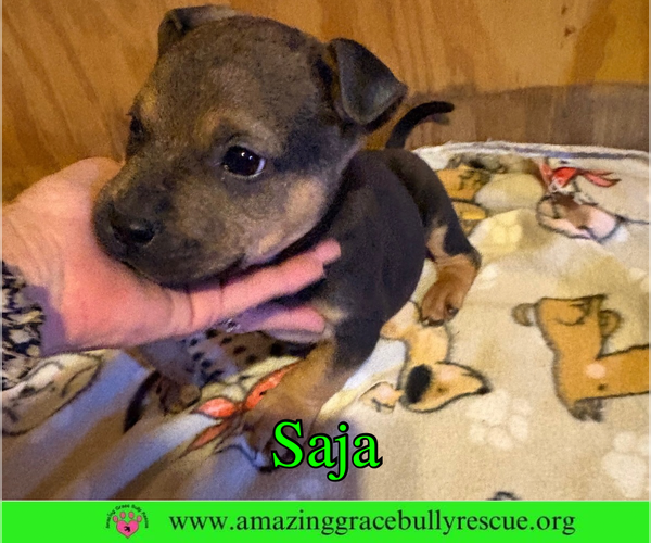 Medium Photo #11 Bulldog-Unknown Mix Puppy For Sale in Milton, FL, USA