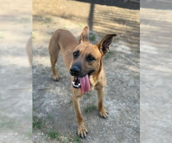 Medium Photo #2 Staffordshire Bull Terrier Puppy For Sale in Riverside, CA, USA