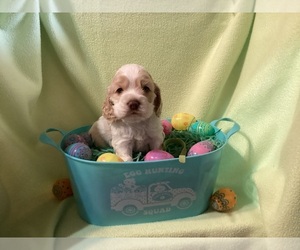 Cocker Spaniel Puppy for sale in CADDO, OK, USA