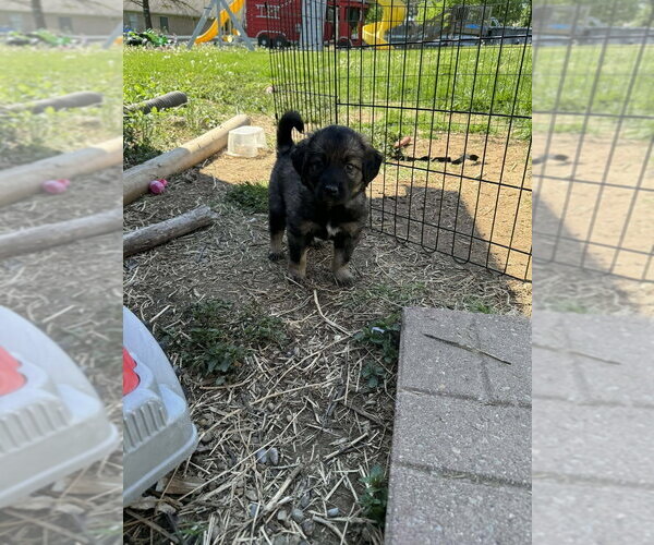 Medium Photo #3 Colonial Cocker Spaniel-Unknown Mix Puppy For Sale in Aurora, IN, USA