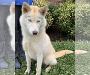 - Mix Dogs for adoption in Mt. Laurel, NJ, USA