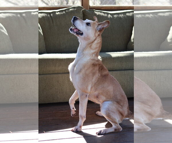 Medium Photo #1 Carolina Dog-Unknown Mix Puppy For Sale in Martinsburg, WV, USA