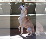 Small Carolina Dog Mix