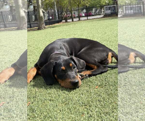 Medium Photo #3 Mutt Puppy For Sale in Mount Pleasant, SC, USA