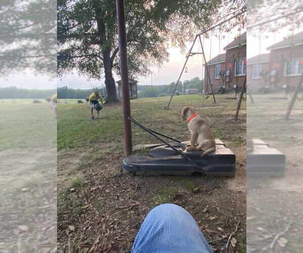 Medium Photo #8 Labrador Retriever Puppy For Sale in GAFFNEY, SC, USA