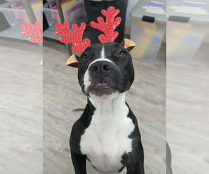 Mutt Dogs for adoption in Murfreesboro, NC, USA